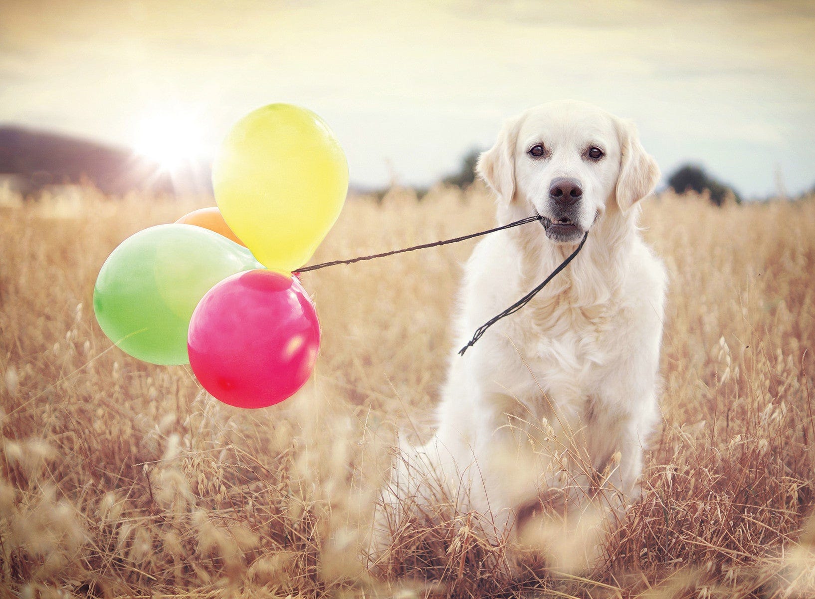 Puslespill 500 Hund Med Ballonger